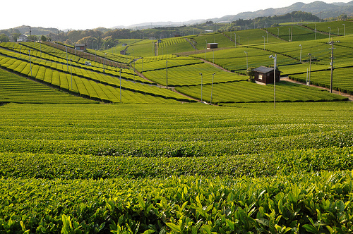 japanese tea farm