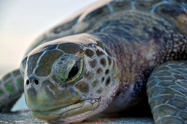 Sea turtle