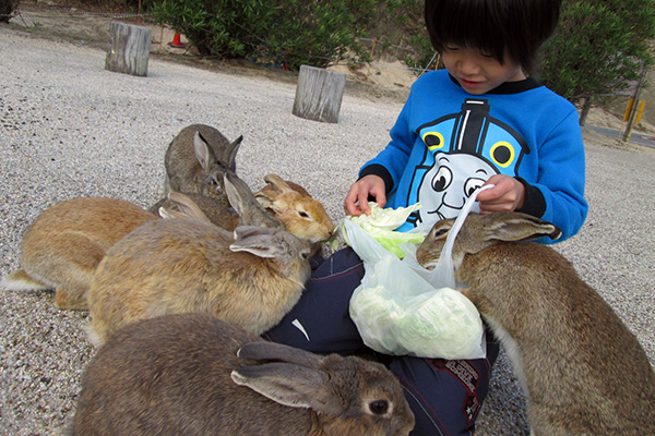 bunny_feeding
